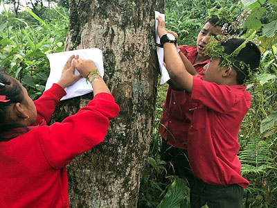 Bark Tracing