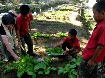 Harvesting Spinach