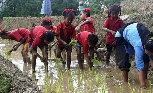 Sowing Paddy